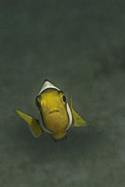 双纹海葵鱼