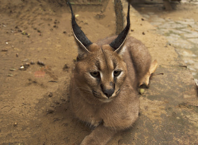 非洲猞猁