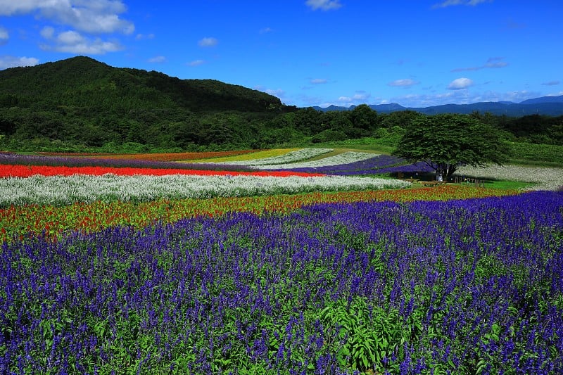 蓝天和花海