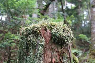 苔藓的森林