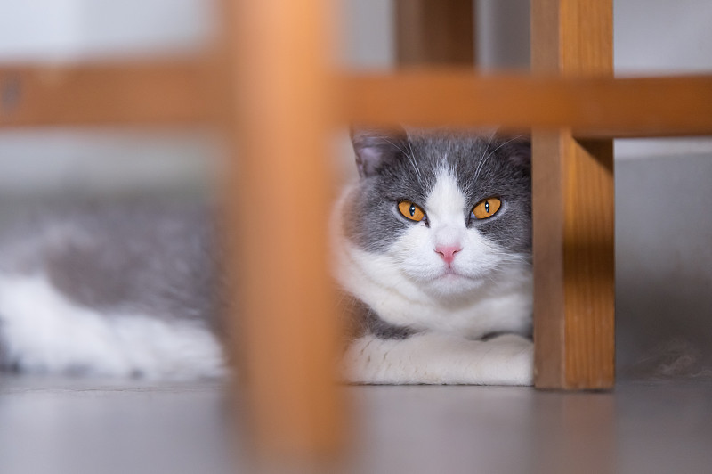 灰色英国短毛猫，室内