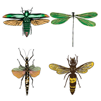 Big set of insects, bugs, flying beetles in color.