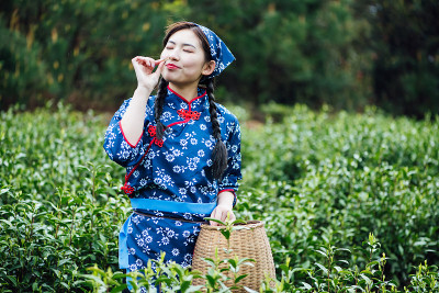 一位年轻的亚洲妇女正在茶园里采茶
