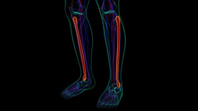 人体骨骼解剖腓骨骨3D渲染