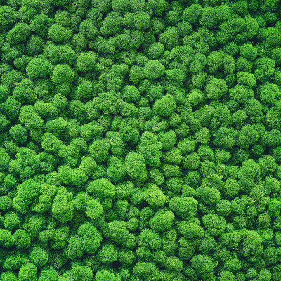灌木质地的绿色稳定苔藓类似于森林中的树木，背景