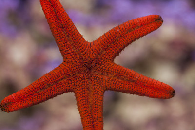 红色海星粘在水族馆玻璃上