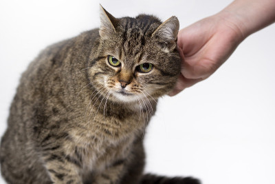 被一只手抚摸的家猫