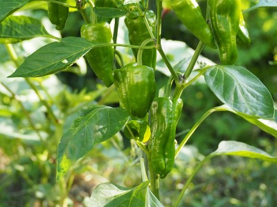 夏季蔬菜地里种植的青椒