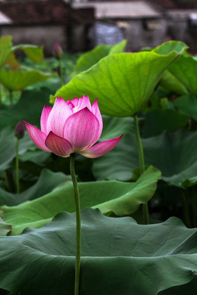 莲花