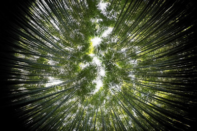 竹林