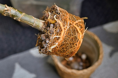 Rootbound室内植物