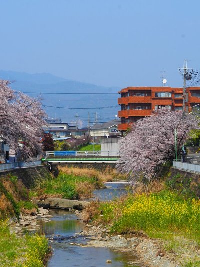 樱花