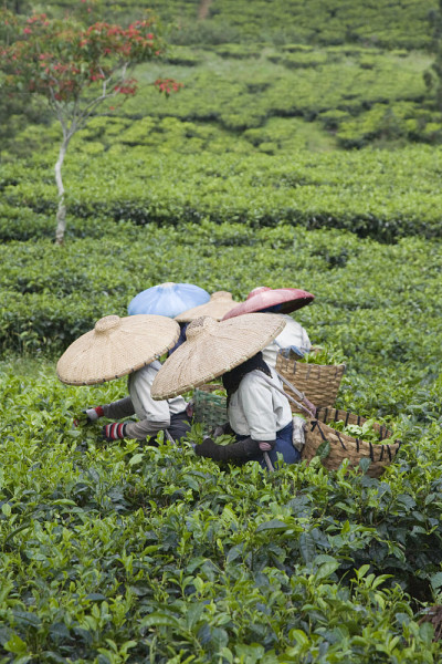 茶器