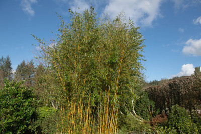 英国德文郡乡间花园中长青的艳黄沟竹(Phyllostachys aureosulcata f. sp