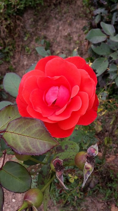 红色的花