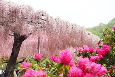日本紫藤花盛开