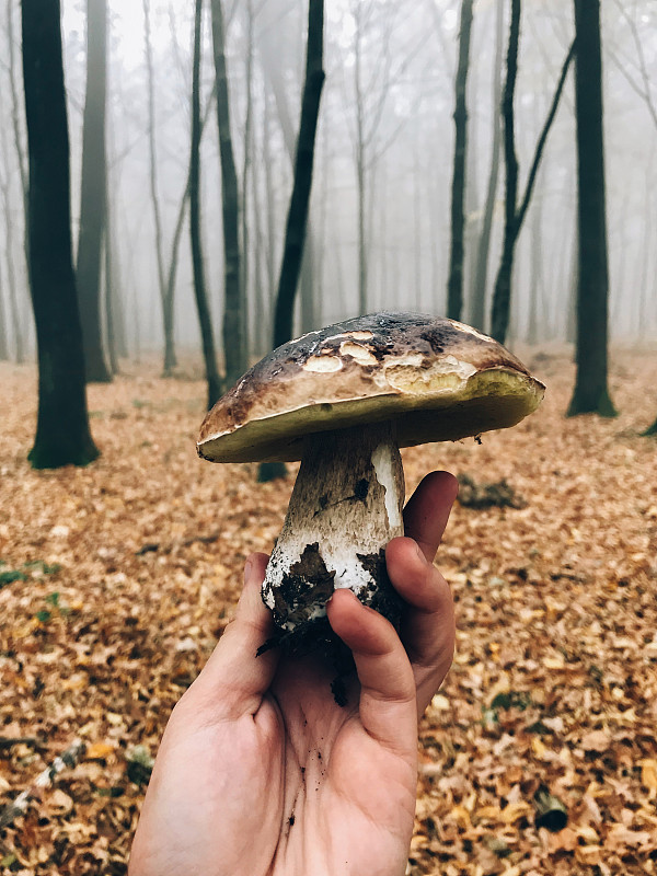 手捧牛肝菌在秋林里。在森林里采蘑菇。美味的牛肝菌在雾蒙蒙的树林和落叶的背景上。