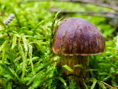 森林里的蘑菇