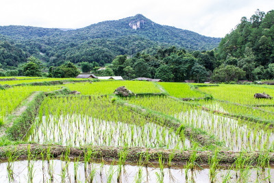 茵他侬的稻田梯田，Ban Mae Klang Luang
