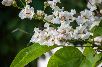 梓树在夏天开花