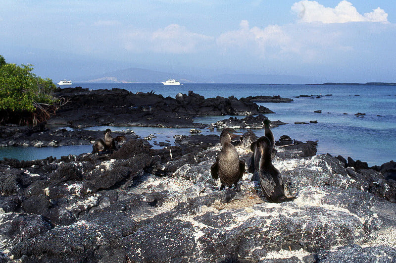 加拉帕戈斯群岛Cormorant_01