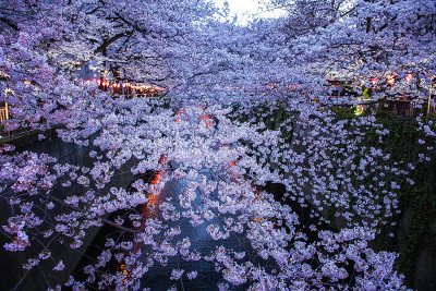 日本东京目黑河上的樱花