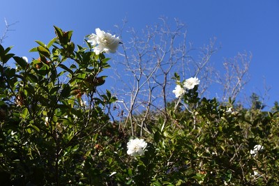油茶白花