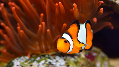 海洋水族馆里的凤尾小丑鱼