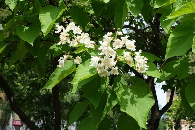 六月梓树白色花朵的大叶子和圆锥花序