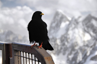 高山乔夫(Pyrrhocorax graculus)亦称黄嘴乔夫