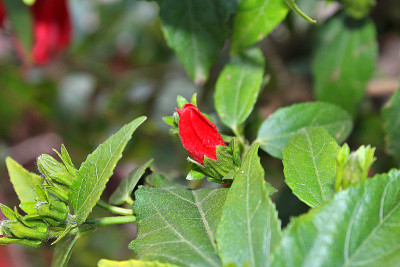 花