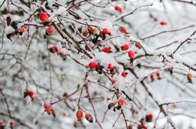 雪下的野玫瑰浆果