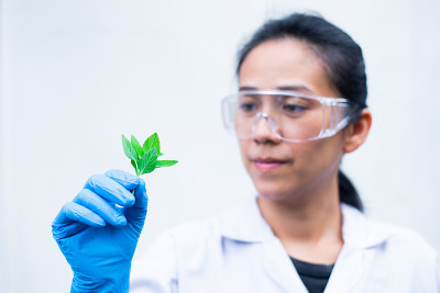 科学家拿着薄荷叶在白色的背景