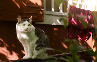 猫的特写照片在阳光明媚的一天
