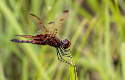 Ruby Dragon Fly Wings Up