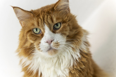 客厅里的一只缅因猫