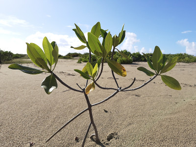 巴西东北部的Sao Cristovao Aracaju Sergipe灯塔