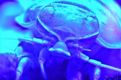 巨型等足类动物的特写照片