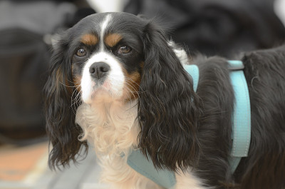 骑士查尔斯王猎犬