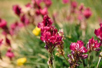 粉红色的灌木Castilleja rhexifolia粉红色的野花在怀俄明州和拉戈纳基高原在阿迪加山