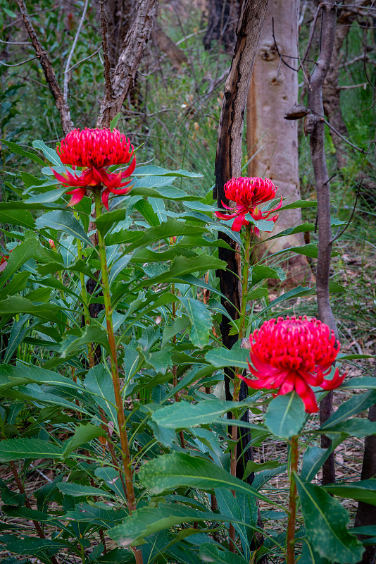 澳大利亚新南威尔士州的Waratah Flowers