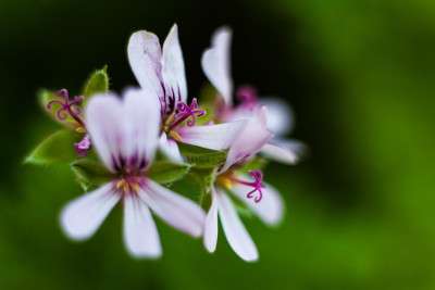 香茅花宏