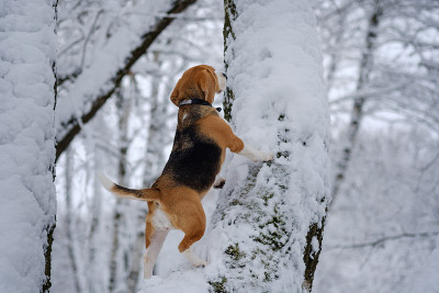 比格犬在冬天的雪地里散步