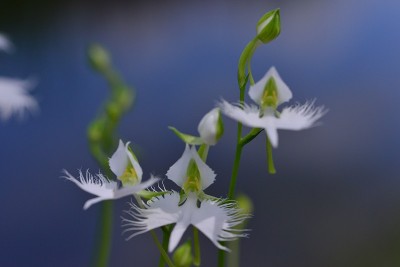 白色的白鹭花