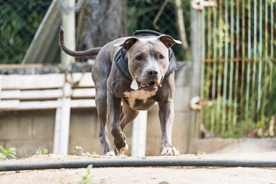 比特犬在一所在建房屋的地上奔跑玩耍。有选择性的重点