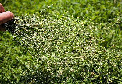 荠菜(Capsella bursa-pastoris, L.)是一种草本植物，属于甘蓝科(Brass