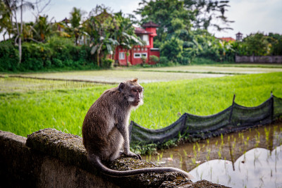 猴子正坐着。背景是稻田和村庄。