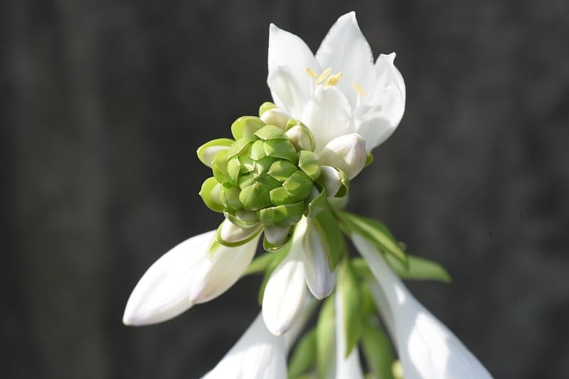 车前草百合白花。