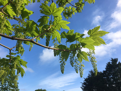 2018年5月，美国梧桐树开花