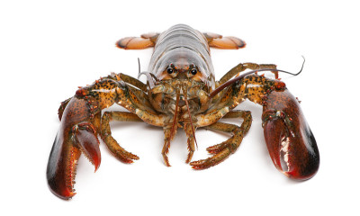 美国龙虾，Homarus americanus